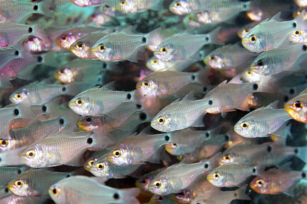 Shoal of shimmering cardinal fish (Archamia lineolata), Red Sea, Marsa Alam, Egypt