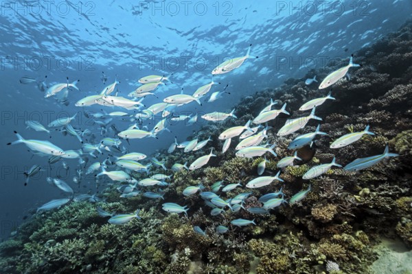 Swarm of gold striped fusilier (Pterocaesio chrysozona) swimming across hard coral reef, Red Sea, Marsa Alam, Egypt