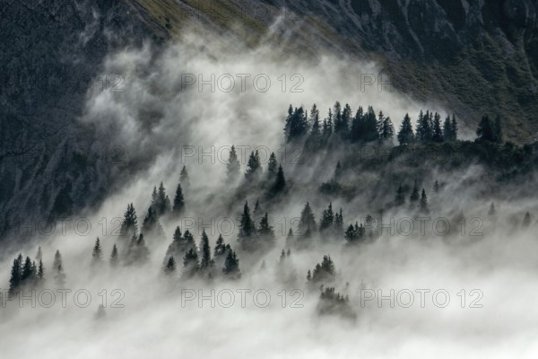 Ridge with conifers sticking out of fog, Allgäu Alps, near Oberstdorf, Oberallgäu, Allgäu, Bavaria, Germany