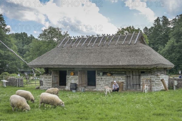 Cattle shed, sheep, goats, thatched roof, Estonian Open Air Museum, Rocco al Mare, Tallinn, Estonia