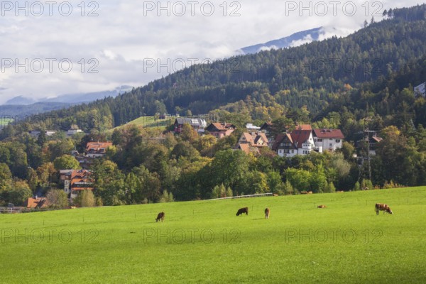 Suburb with residential buildings and cows on pasture, Innsbruck, Tyrol, Austria