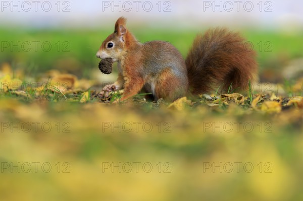 With a nut in its mouth, a squirrel remains on a leafy meadow, squirrel (Sciurus vulgaris), wildlife, Germany