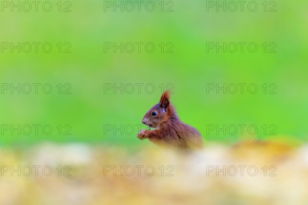 Small red squirrel eating in leaves, exposed against a bright green background, squirrel (Sciurus vulgaris), wildlife, Germany
