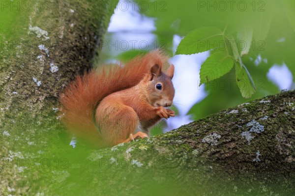 Squirrel nibbling on a branch surrounded by green leaves and gentle blur, squirrel (Sciurus vulgaris), wildlife, Germany