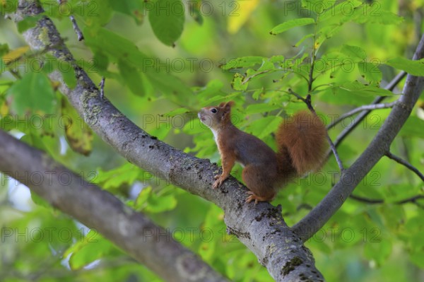 Squirrel on a branch looks up attentively, fresh green and soft lighting create a light, hopeful atmosphere, squirrel (Sciurus vulgaris), wildlife, Germany