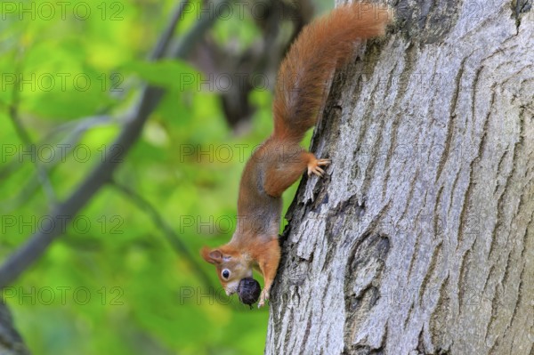 Squirrel climbs upside down a tree trunk with a nut in its mouth, lush green and bark structure create natural contrasts, squirrel (Sciurus vulgaris), wildlife, Germany