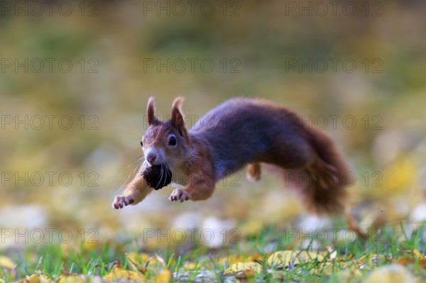Squirrel caught sideways jumping with nut, against a soft autumn background full of energy, squirrel (Sciurus vulgaris), wildlife, Germany