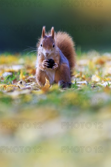 Frontal of a squirrel with a nut in front of fantastic bokeh, squirrel (Sciurus vulgaris), wildlife, Germany