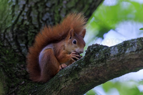 Red squirrel eating a nut on a branch against a soft green background, squirrel (Sciurus vulgaris), wildlife, Germany