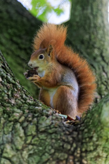 In profile, the squirrel holds onto its nut and appears completely deepened, squirrel (Sciurus vulgaris), wildlife, Germany