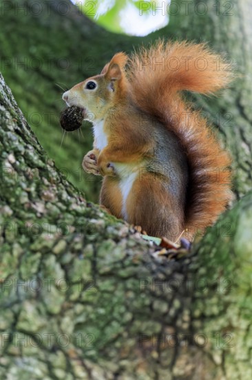Set up with a nut in its mouth, the squirrel listens carefully in the forest, squirrel (Sciurus vulgaris), wildlife, Germany