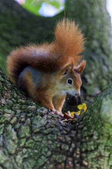 With a nut in its mouth, the squirrel peeks along the trunk ready to jump, squirrel (Sciurus vulgaris), wildlife, Germany