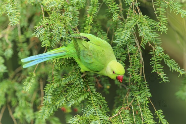 A collared parakeet climbs on hanging conifers and appears calm in lush green, collared parakeet (Psittacula krameri), wildlife, Germany