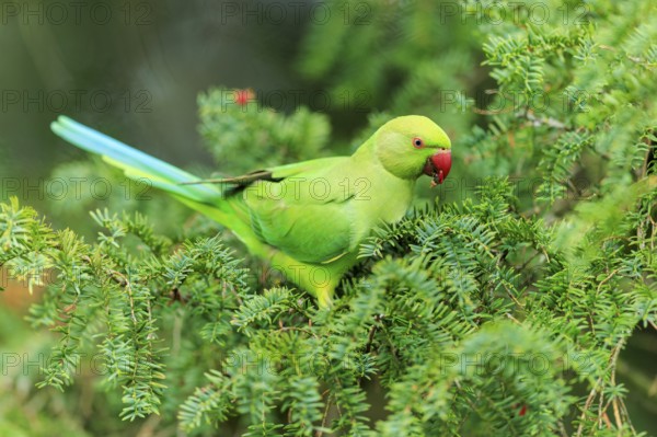 A collared parakeet forages in coniferous green, colorful and clear against a soft background, collared parakeet (Psittacula krameri), wildlife, Germany
