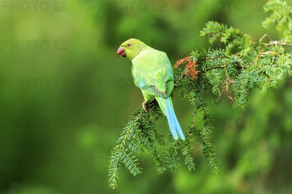 A green collared parakeet resting on a conifer against a soft, bright green background, collared parakeet (Psittacula krameri), wildlife, Germany