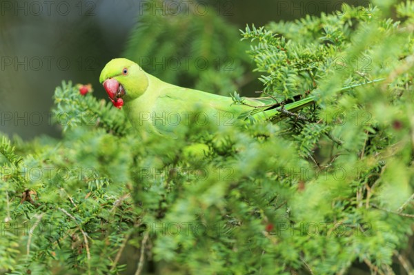 The parakeet nibbles on a red berry between dense conifers, collared parakeet (Psittacula krameri), wildlife, Germany