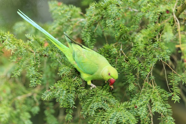 The parakeet bends down and picks a red berry from the coniferous branch, collared parakeet (Psittacula krameri), wildlife, Germany