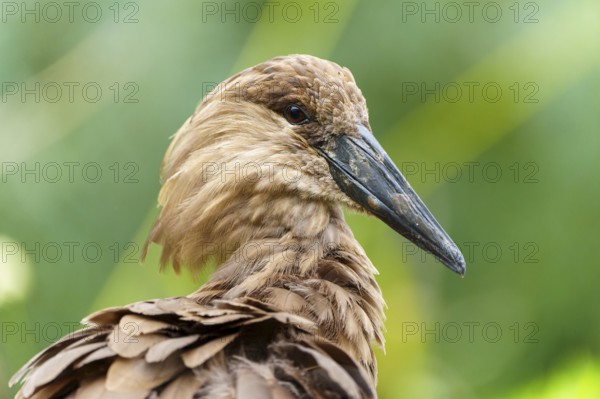 Close portrait of a hammerhead, fine feathers and dark beak in front of soft green bokeh, hammerhead, (Scopus umbretta), Germany