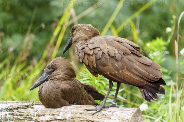 Two hammerheads on a trunk, brown plumage against soft green, silent wildlife scene, Hammerkopf, (Scopus umbretta), Germany