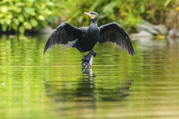 Cormorant standing with open wings above its reflection, cormorant, (Phalacrocorax carbo), wildlife, Germany