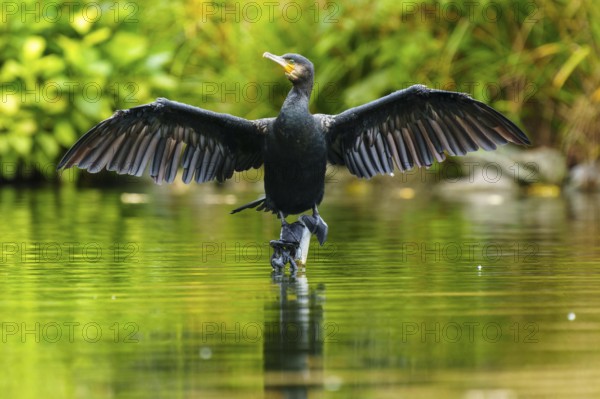 A cormorant spreads its wings on a stone in a quiet pond, the water reflects it, the shore is softly blurred in green, cormorant, (Phalacrocorax carbo), wildlife, Germany