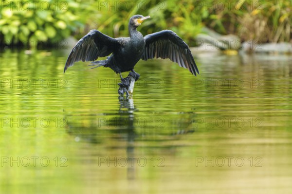 Cormorant with spread wings reflected on calm water surface, cormorant, (Phalacrocorax carbo), wildlife, Germany