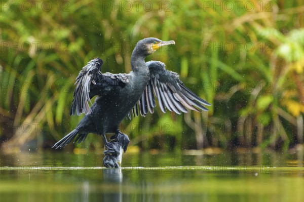 Cormorant shakes off drops and spreads wings over water, cormorant, (Phalacrocorax carbo), wildlife, Germany