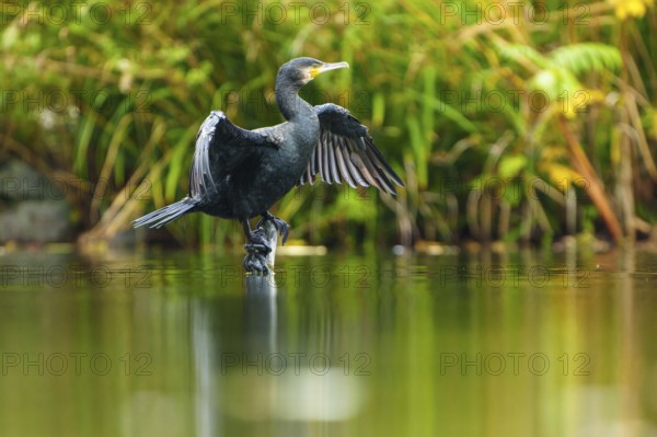 Cormorant stands on a branch in water and dries wings, cormorant, (Phalacrocorax carbo), wildlife, Germany