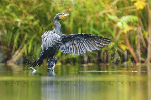 Cormorant straightens up with open wings in shallow water, cormorant, (Phalacrocorax carbo), wildlife, Germany