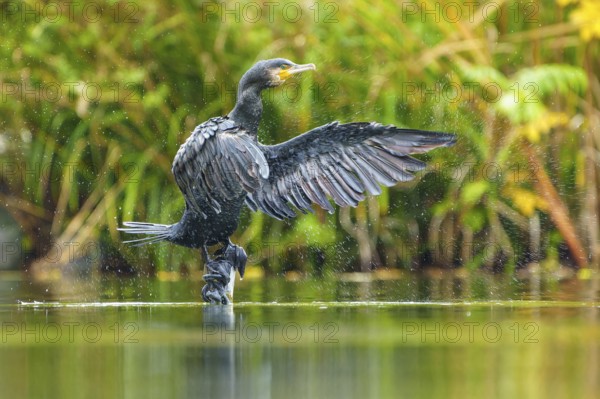 Cormorant throws off water, wings wide open, cormorant, (Phalacrocorax carbo), wildlife, Germany