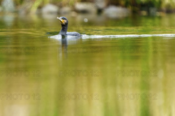 Cormorant glides calmly through shimmering green water, cormorant, (Phalacrocorax carbo), wildlife, Germany
