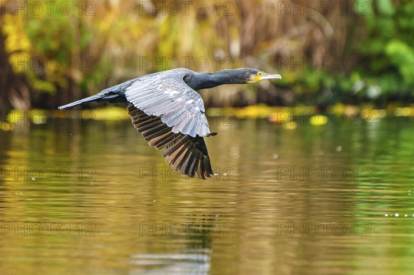 Cormorant flying just above calm water against a green-gold background, cormorant, (Phalacrocorax carbo), wildlife, Germany