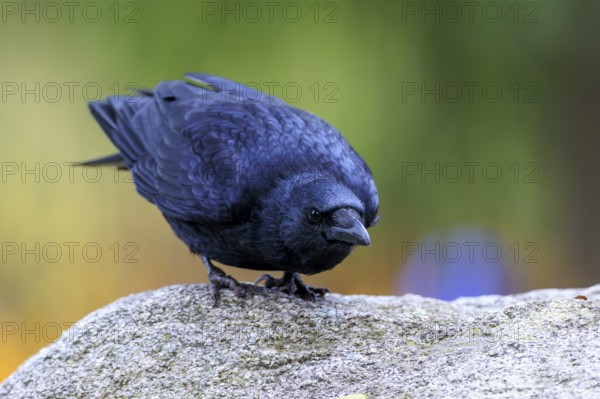 Curiously tilted crow on a rock in front of cool green-purple bokeh, raven crow (Corvus corone) wildlife, Germany