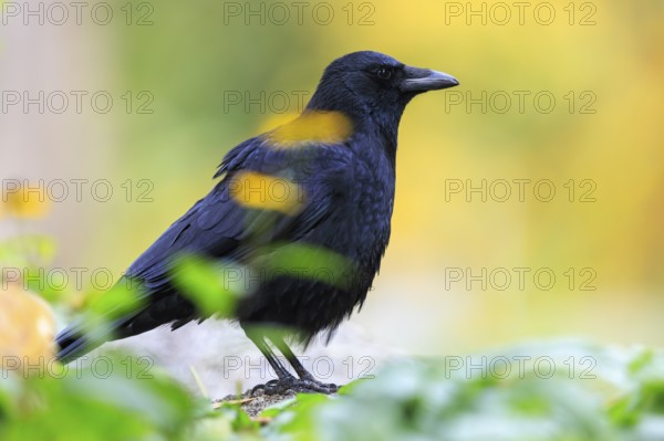 Crow in profile between blurred leaves in front of warm autumn bokeh, raven crow (Corvus corone) wildlife, Germany