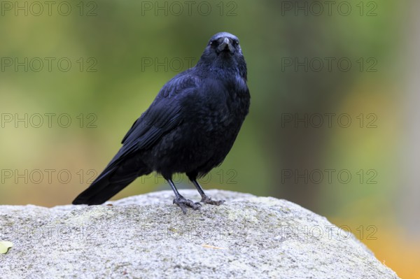 Black crow on a rock in front of soft green-yellow bokeh, watchful gaze, raven crow (Corvus corone) wildlife, Germany