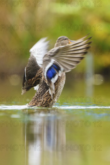 Close to the flapping of a wing, the blue wing mirror glows over the smooth water surface, mallard (Anas platyrhynchos), wildlife, Germany