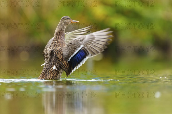 The mallard stretches its wings and is reflected in the soft green of still water, mallard (Anas platyrhynchos), wildlife, Germany