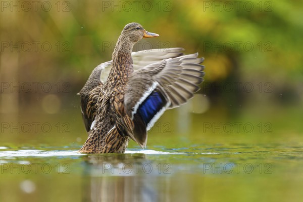 The mallard rises in water, the blue wing mirror shines in soft light, mallard (Anas platyrhynchos), wildlife, Germany