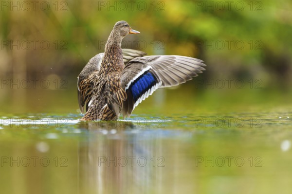 A mallard stretches its wings, the blue wing mirror glows over calm green water, mallard (Anas platyrhynchos), wildlife, Germany