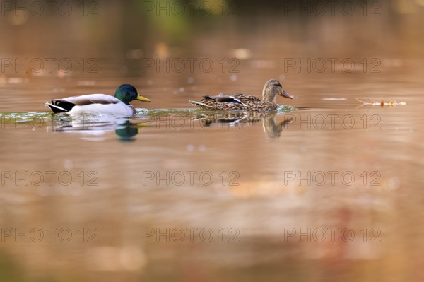 A pair of ducks draw tracks on copper-colored water, surrounded by warm autumn bokeh, mallard (Anas platyrhynchos), wildlife, Germany