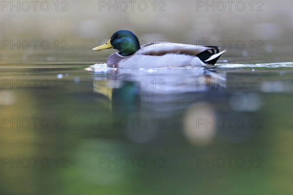 A drake glides alone across the still water, surrounded by soft shades of green and yellow, mallard (Anas platyrhynchos), wildlife, Germany