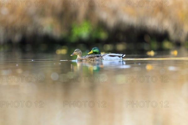 A pair of ducks moves softly across shimmering golden water in warm autumn light, mallard (Anas platyrhynchos), wildlife, Germany