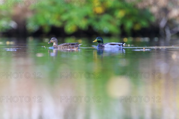 Two mallards glide quietly across a green, reflecting pond in soft autumn light, mallard (Anas platyrhynchos), wildlife, Germany