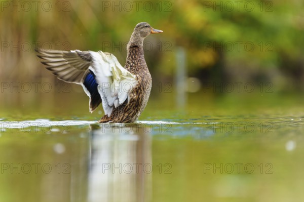The duck raises its wings and shows the white undersides over the shimmering green water, mallard (Anas platyrhynchos), wildlife, Germany
