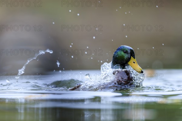 A drake emerges and shakes off water, drops of pearls in the light, mallard (Anas platyrhynchos), wildlife, Germany