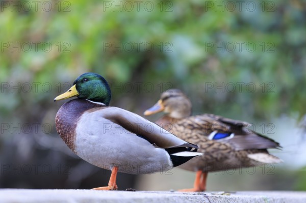 On the shore, the drake is in the foreground, the partner soft in the background, carried by gentle bokeh, mallard (Anas platyrhynchos), wildlife, Germany