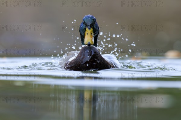 Two ducks break through the water surface, drops fly and the scene looks energetic, mallard (Anas platyrhynchos), wildlife, Germany