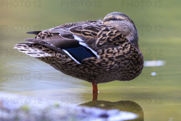The duck lady stands calmly on one leg in shallow water, fine pattern and reflection in soft green, mallard (Anas platyrhynchos), wildlife, Germany