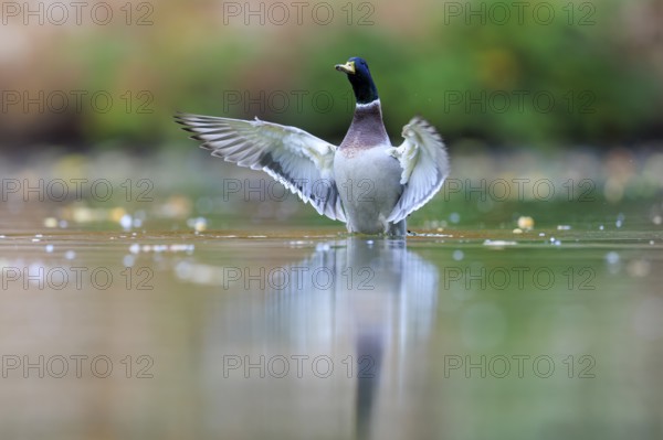 A drake shows flapping wings in still water, surrounded by soft light and soft green, mallard (Anas platyrhynchos), wildlife, Germany