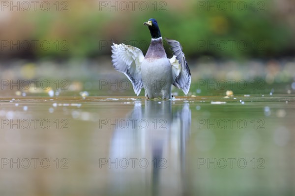 The drake raises its wings slightly, stands in calm water and is reflected in soft blurred green, mallard (Anas platyrhynchos), wildlife, Germany